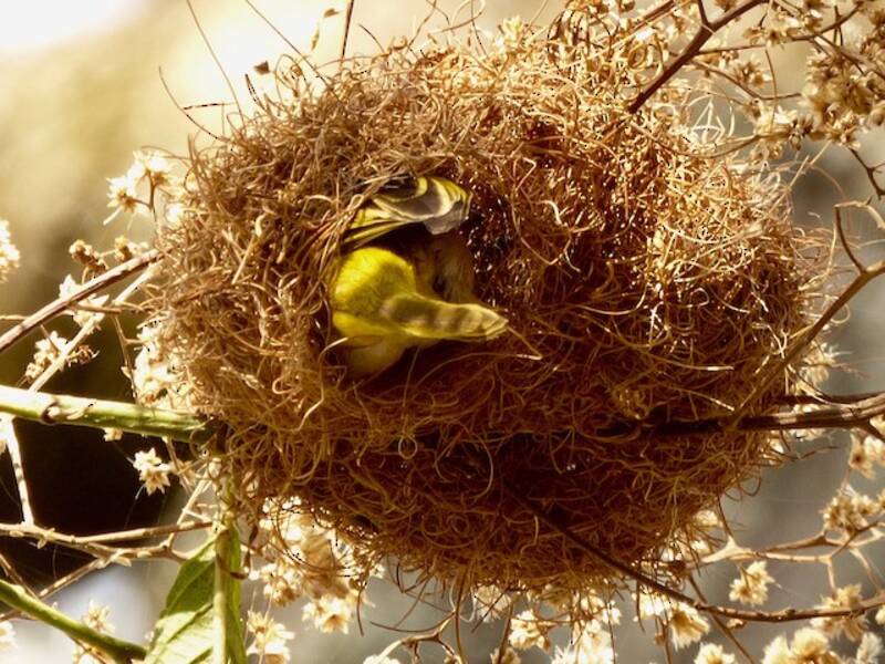 Little Weaver