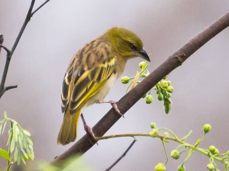 Little Weaver, 照片 2