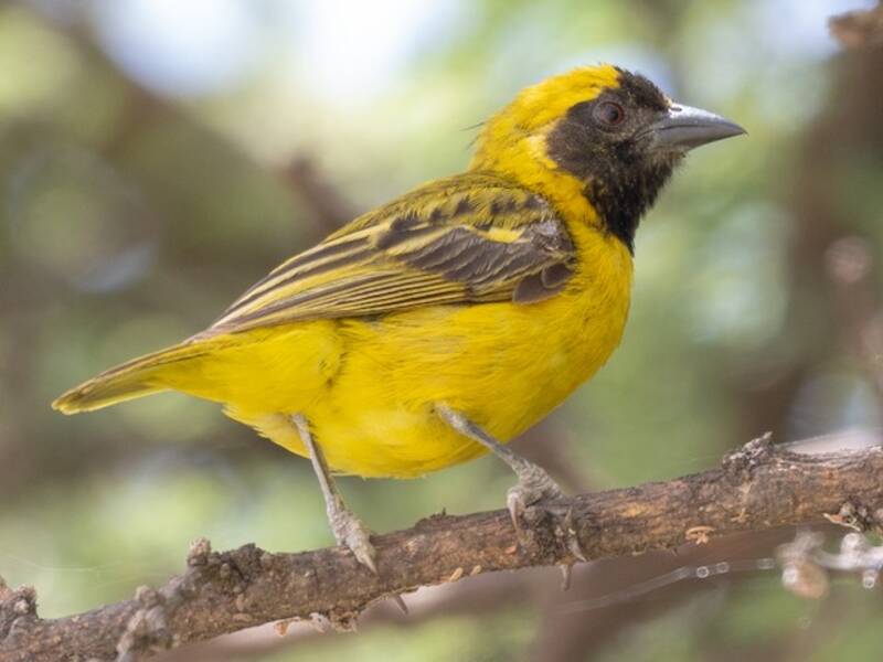 Little Weaver, 照片 4