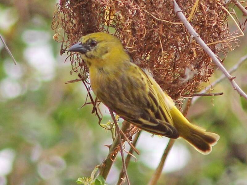 Little Weaver, 照片 3