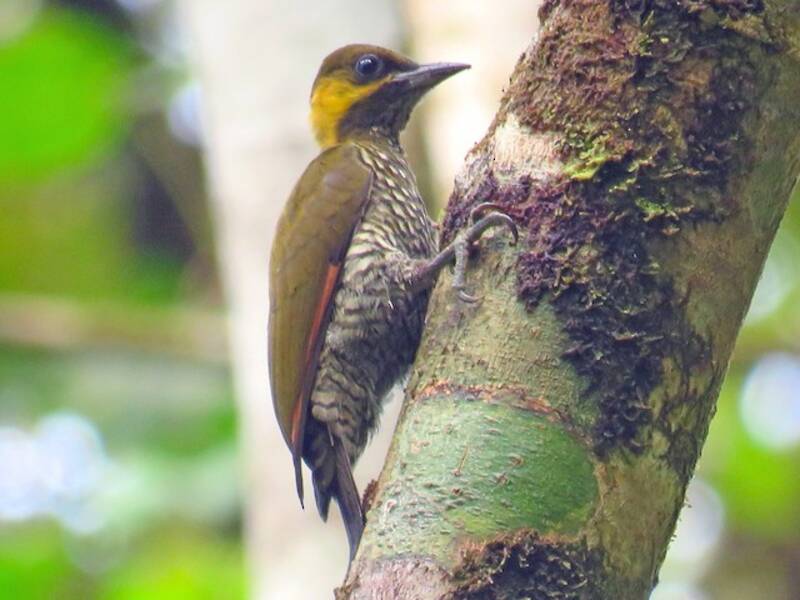 Lita Woodpecker, Photos 4