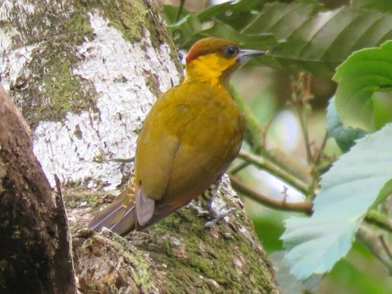 Lita Woodpecker, Photos 3