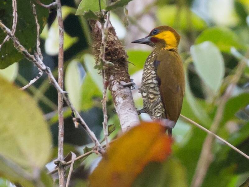 Lita Woodpecker, Photos 2