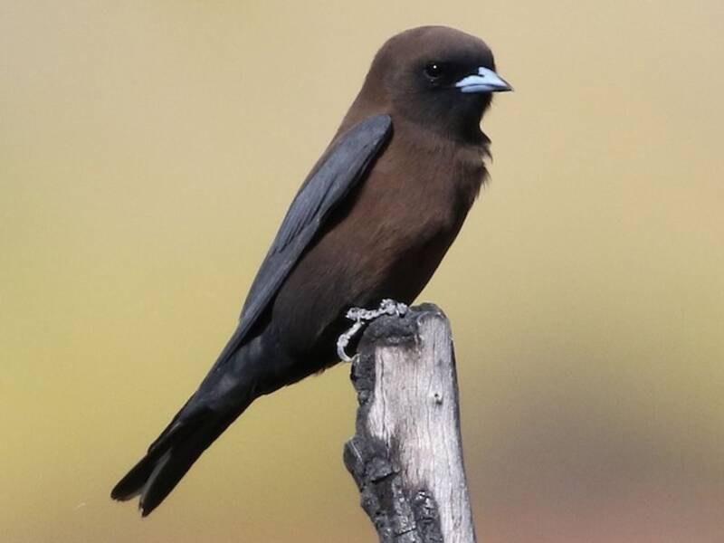 Little Woodswallow, Photos 4