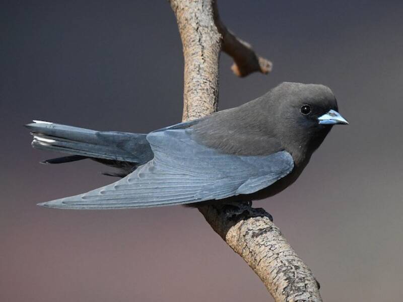 Little Woodswallow, Photos 3