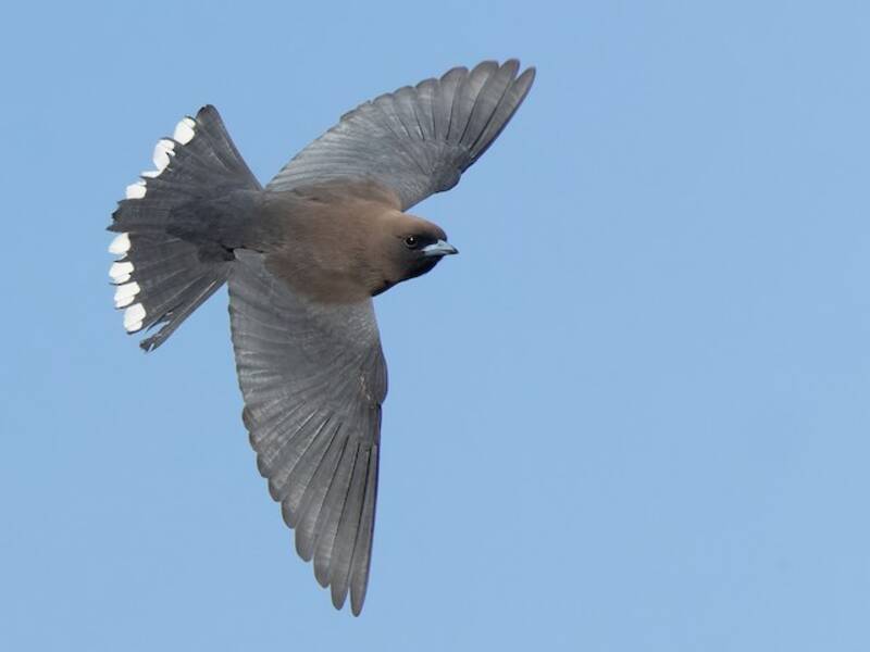 Little Woodswallow, Photos 2
