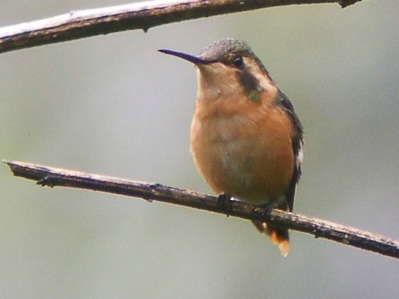 Little Woodstar