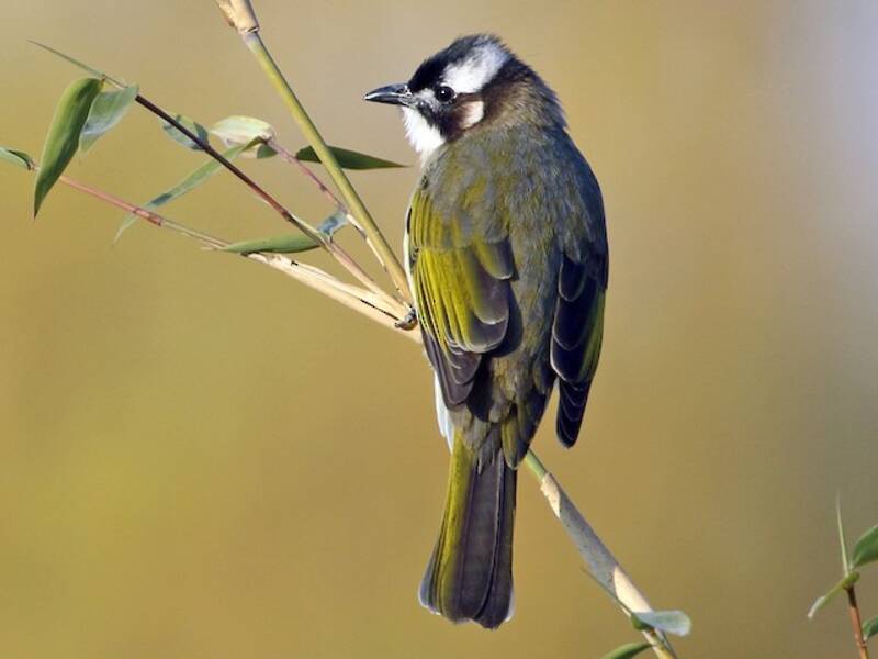 Bulbul ventrechiaro, Foto 4