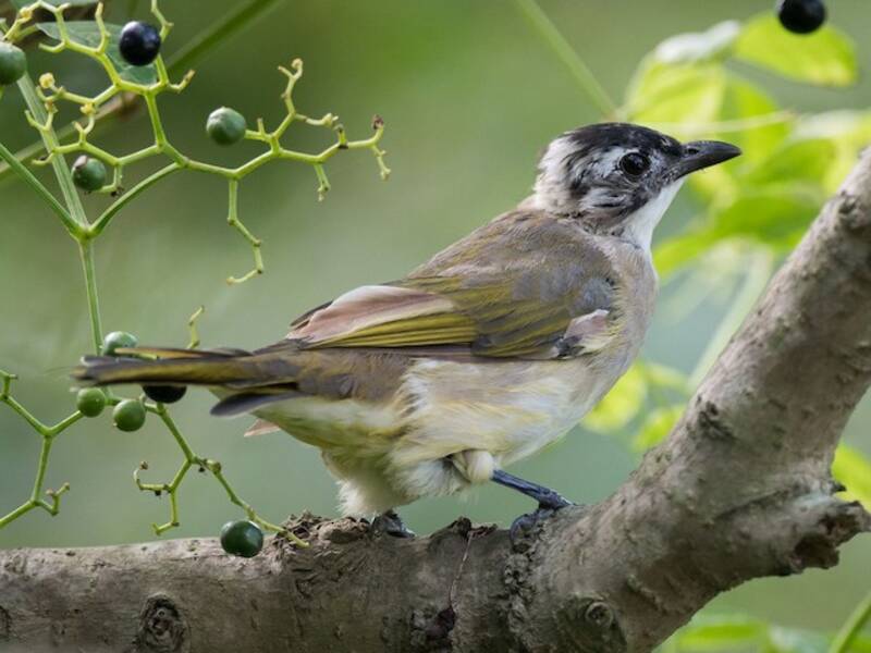 Bulbul ventrechiaro