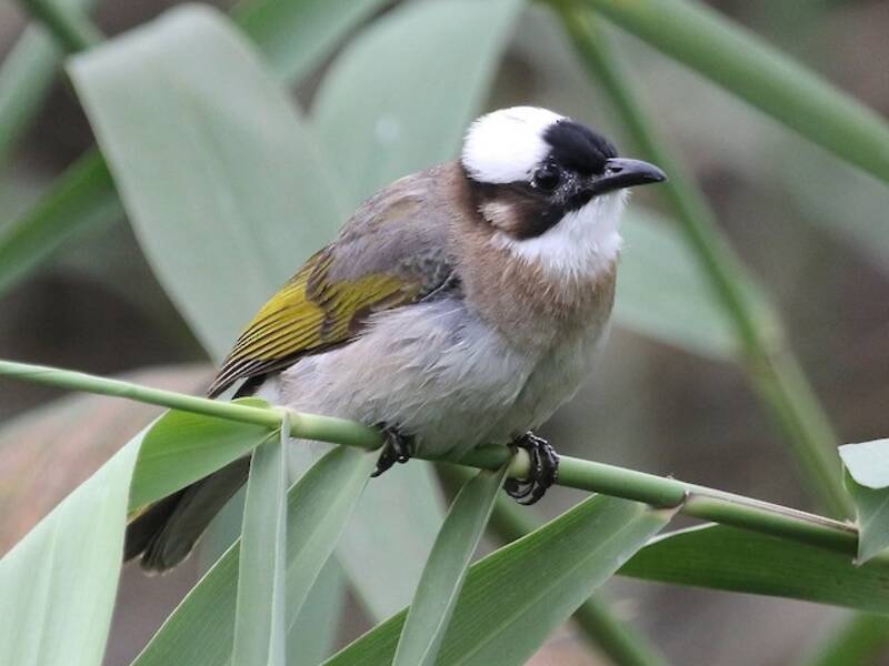 Bulbul ventrechiaro, Foto 2