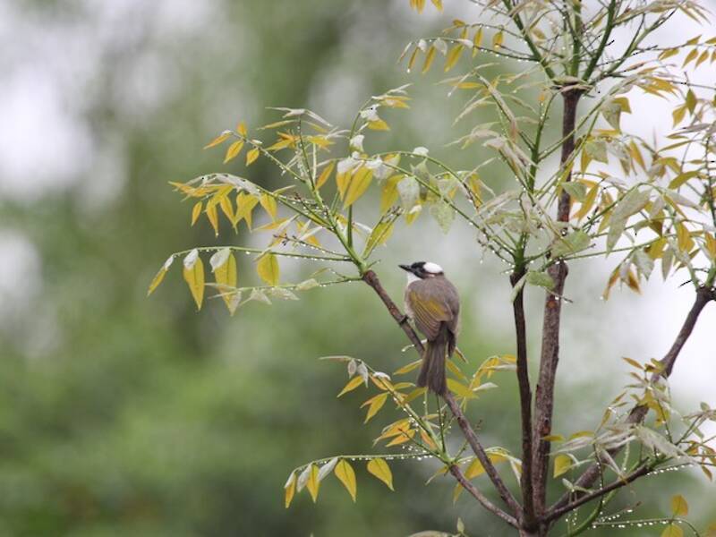 Bulbul ventrechiaro, Foto 3