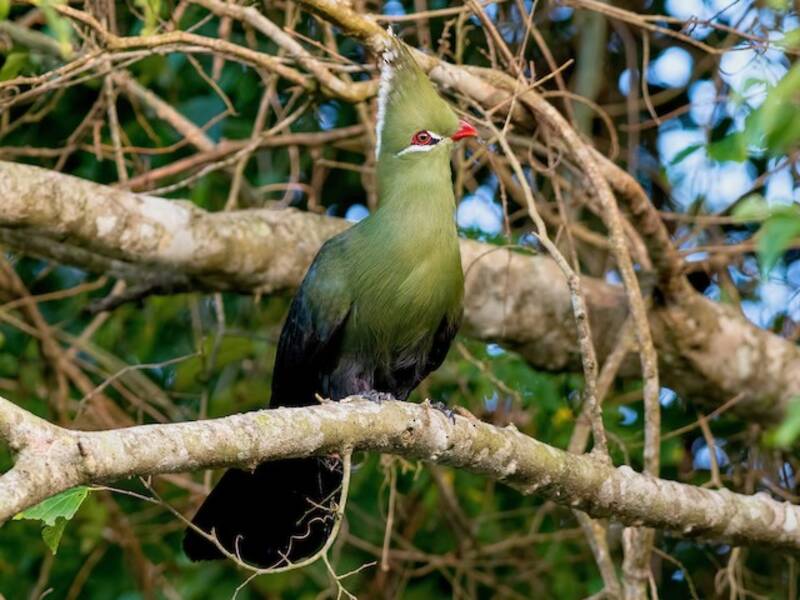 Livingstone's Turaco, Photos 3