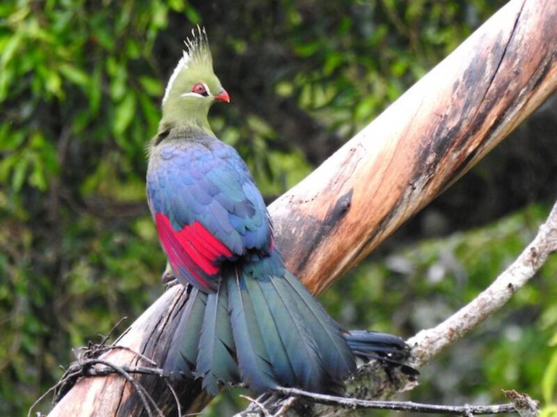Livingstone's Turaco