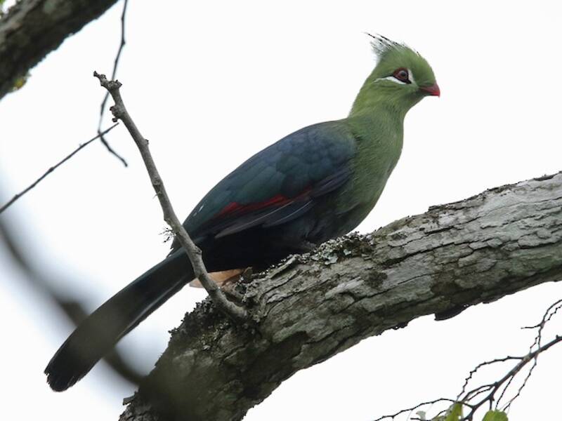 Livingstone's Turaco, Photos 2