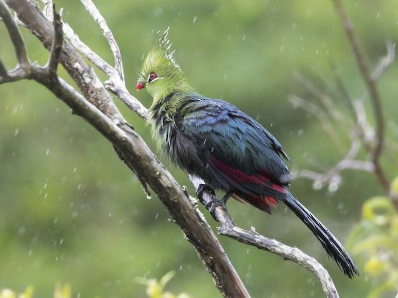 Livingstone's Turaco, Photos 4