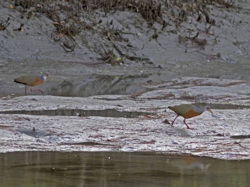 Little Wood-Rail