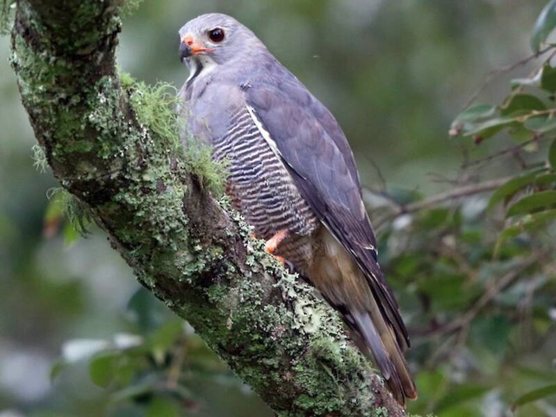 Falco-poiana lucertolaia, Foto 2