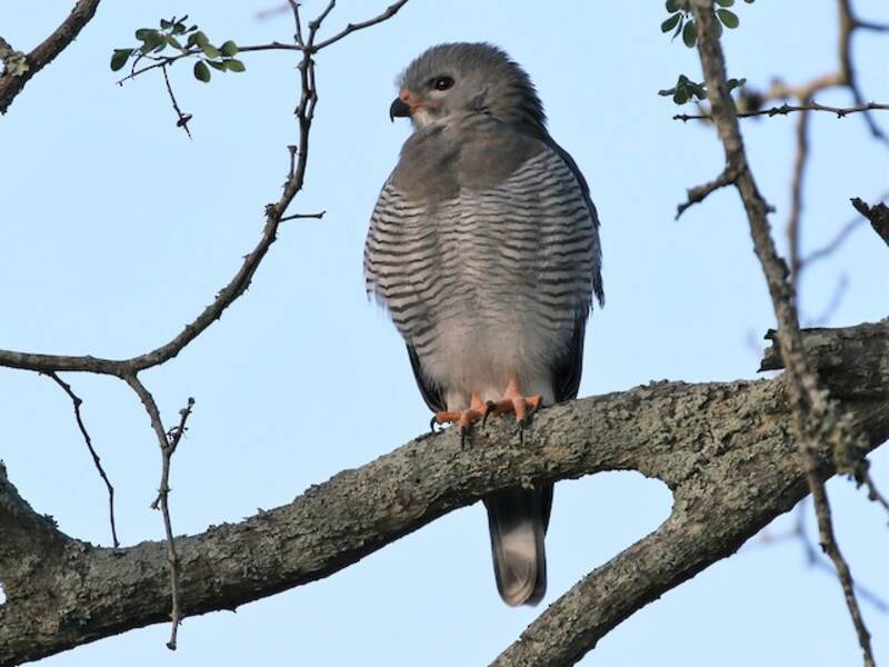 Falco-poiana lucertolaia, Foto 3
