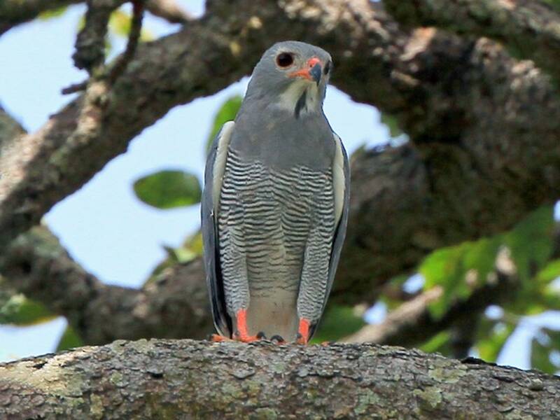 Falco-poiana lucertolaia, Foto 4