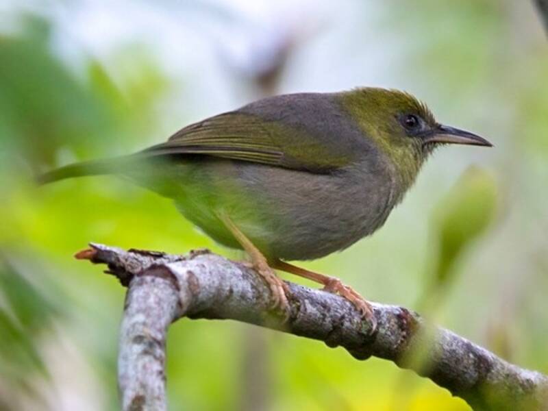 Anteojitos grande de Lifou