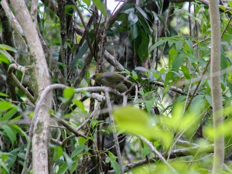 Anteojitos grande de Lifou, Fotos 3