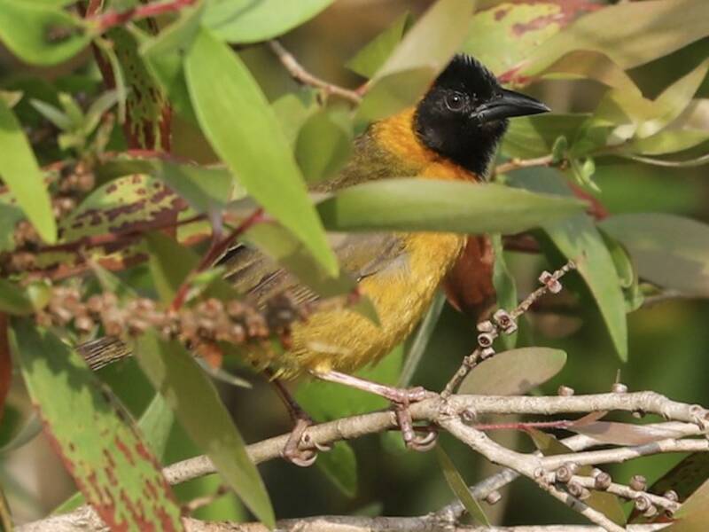 Loango Weaver, 照片 2