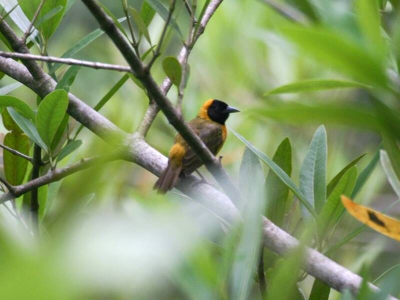 Loango Weaver, 照片 4