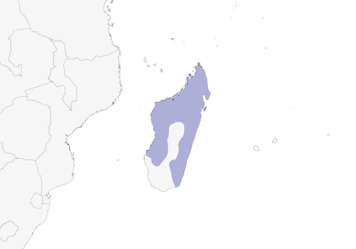Bernieria dal becco lungo, Distribuzione 1