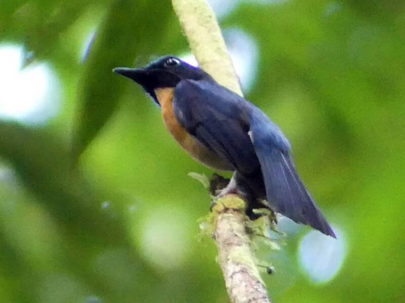 Papamoscas Azul de la Sonda