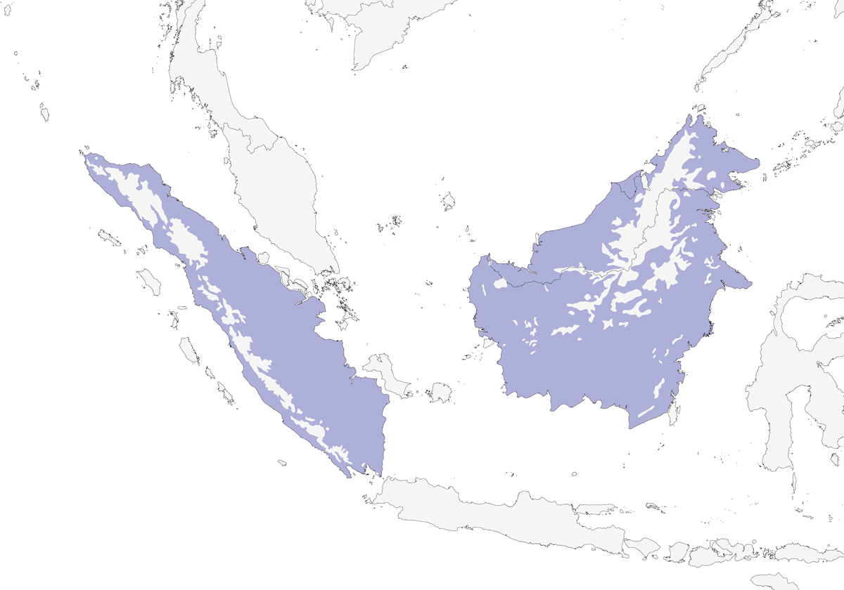 Pigliamosche azzurro delle Sonde, Distribuzione 1
