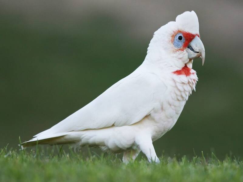 Cacatúa Picuda