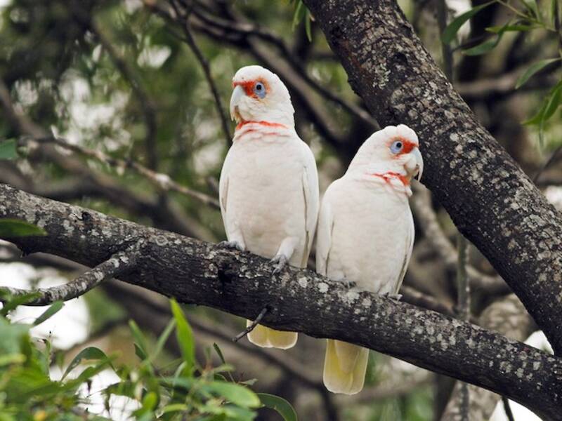 Cacatúa Picuda, Fotos 4