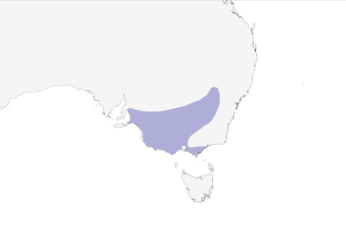 Cacatúa Picuda, Distribución 1