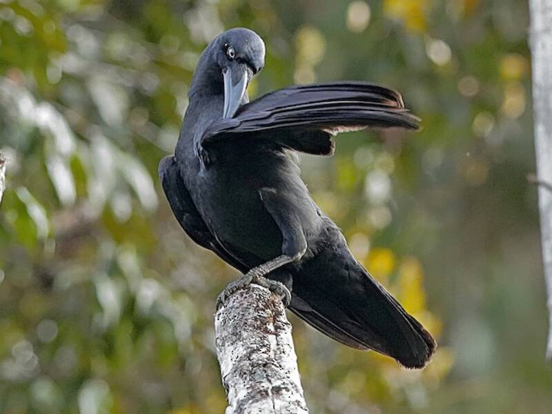 Corvo beccolungo