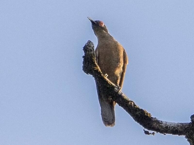 Langschnabelkuckuck, Fotos 3