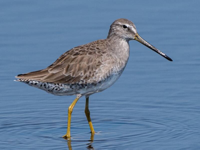 Long-billed Dowitcher (Limnodromus scolopaceus)