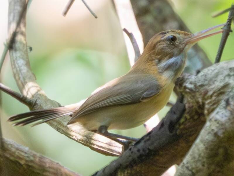 Scricciolo-zanzariere chiacchierino, Foto 4