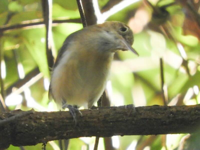 Chattering Gnatwren (Ramphocaenus sticturus)