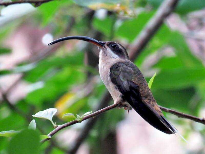Long-billed Hermit, 照片 3