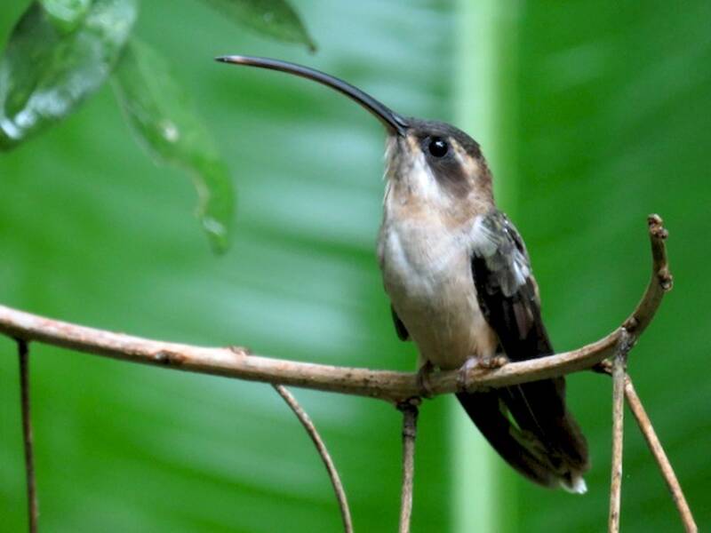 Long-billed Hermit, 照片 2