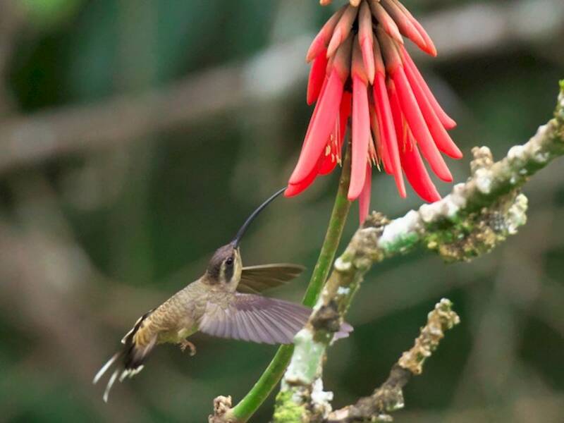 Long-billed Hermit, 照片 4