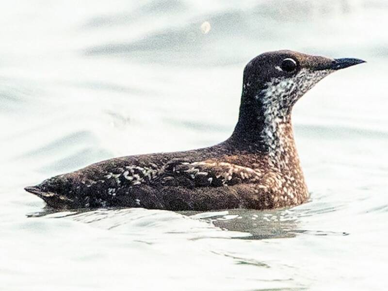 Long-billed Murrelet