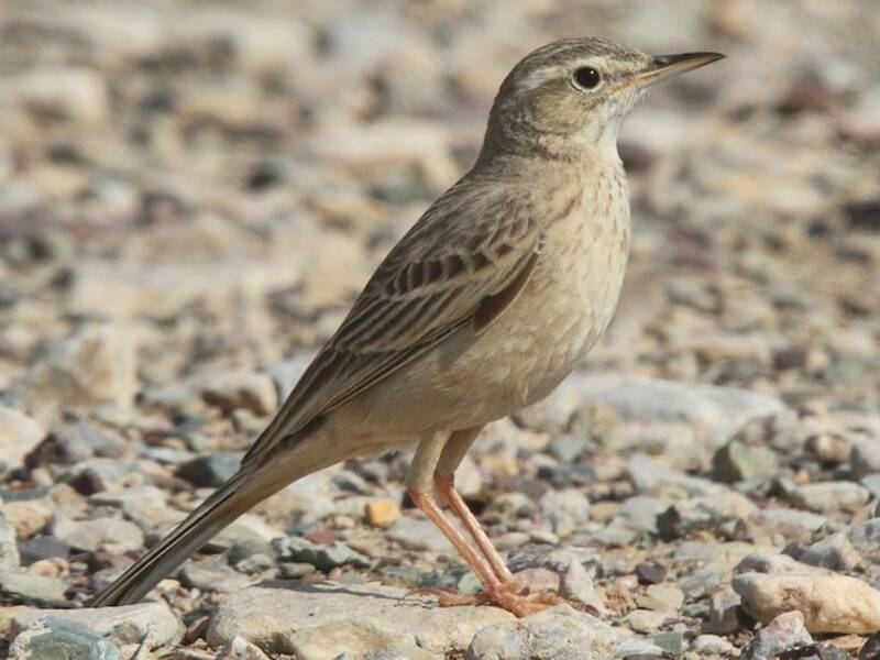 Long-billed Pipit, Photos 3