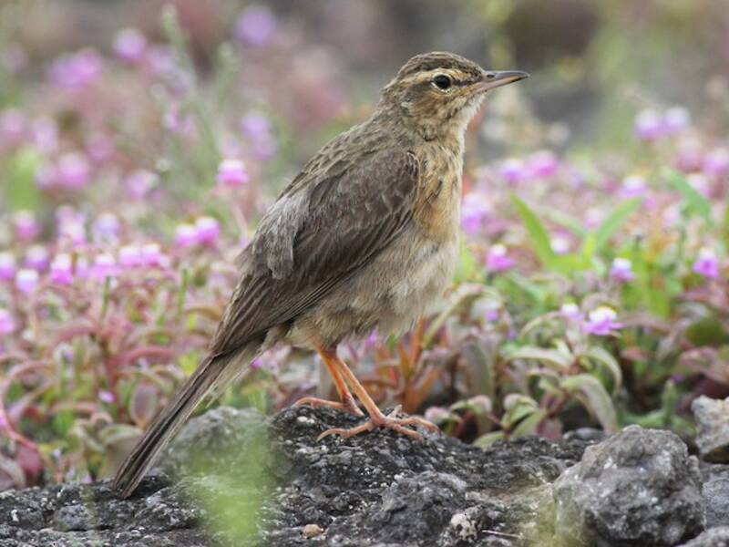 Long-billed Pipit