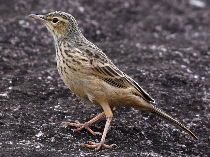 Long-billed Pipit, Photos 2