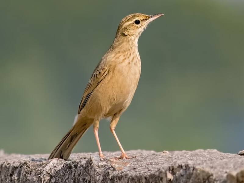 Long-billed Pipit, Photos 4