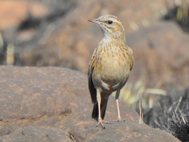 Nicholson's Pipit, 照片 3