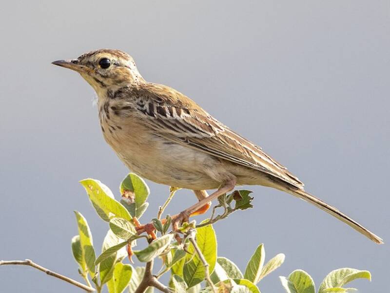Nicholson's Pipit, 照片 4