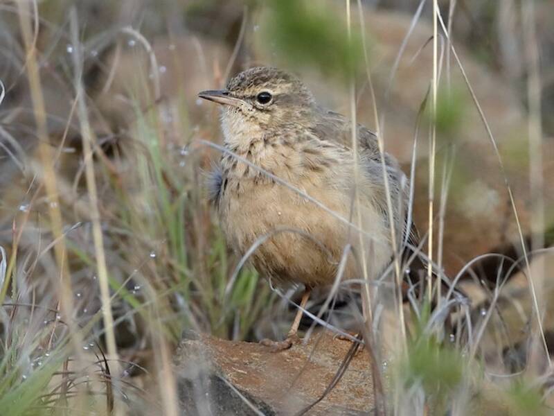 Nicholson's Pipit