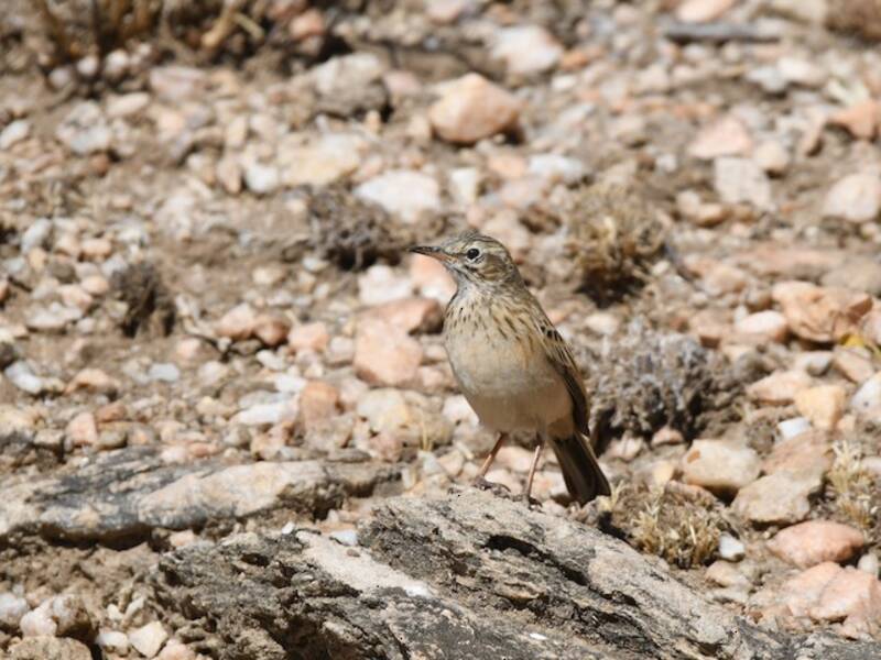 Nicholson's Pipit, 照片 2
